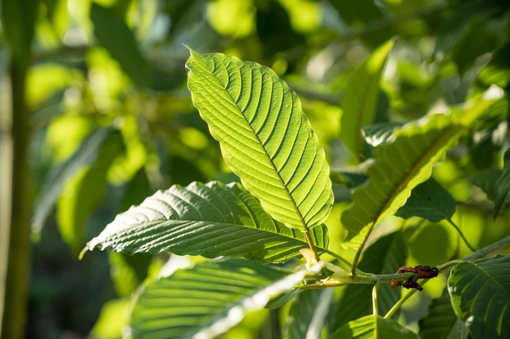 Can You Overdose on Kratom?