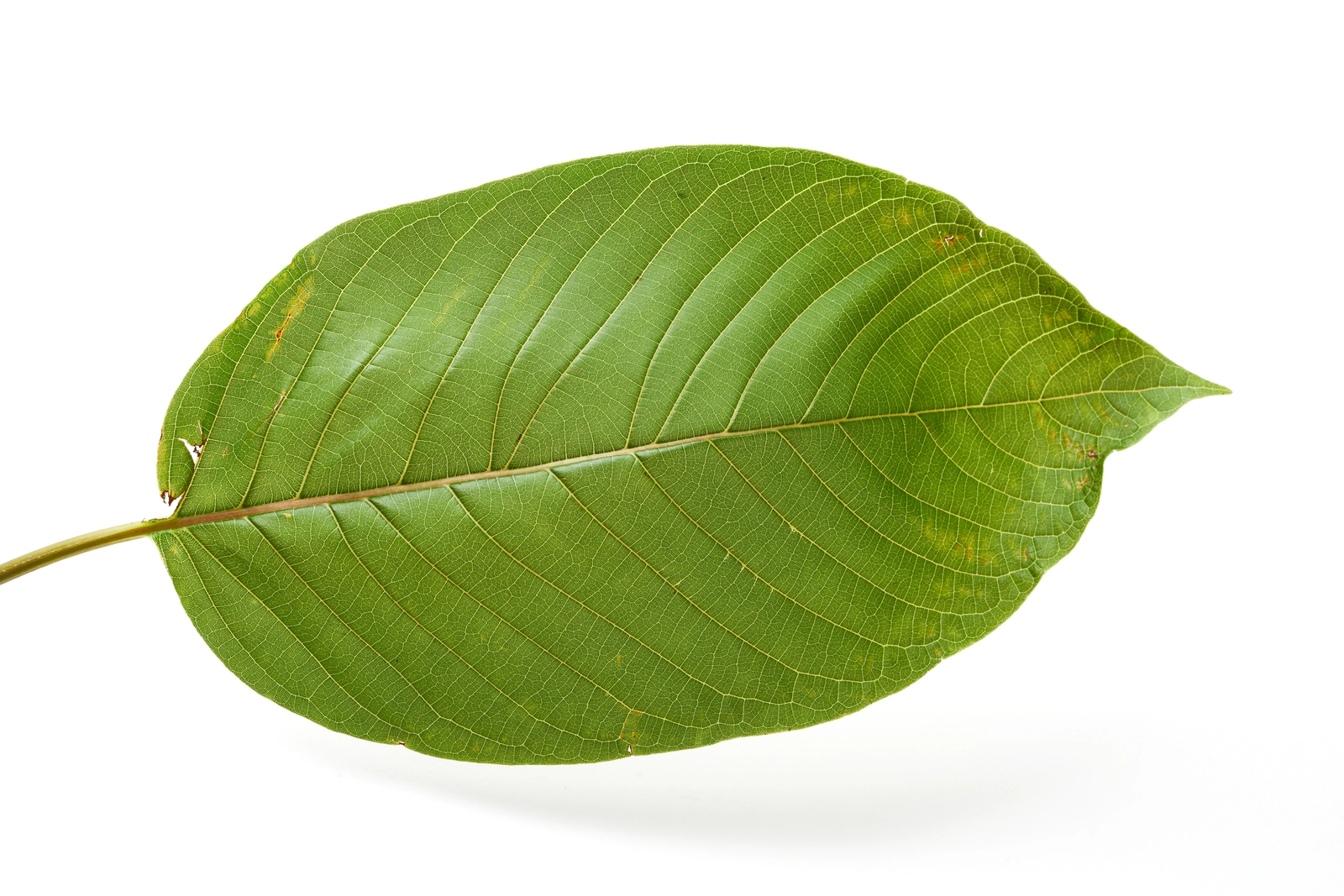 Is Kratom Addictive?